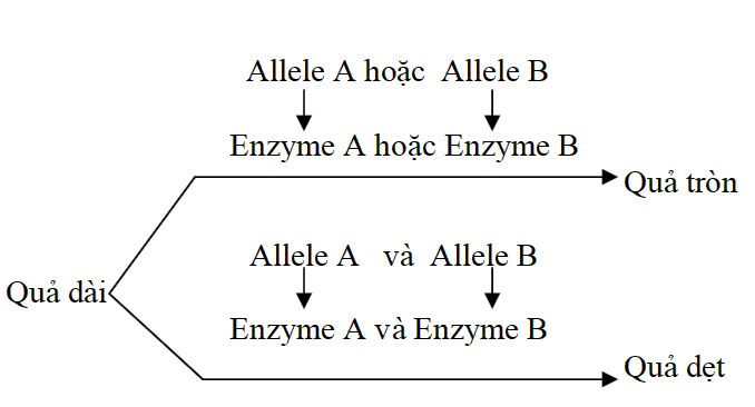 Ở bí ngô, tính trạng hình dạng quả do hai cặp gene A, a và B, b phân li độc lập cùng quy định theo sơ đồ chuyển hóa sau:   Cho biết kiểu gene aabb quy định quả dài. (ảnh 1)