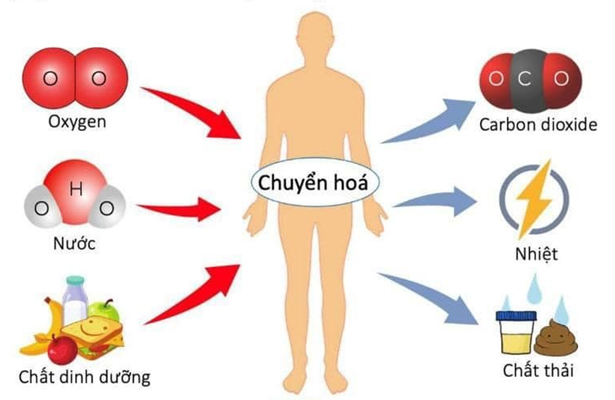 (1 điểm) Quan sát hình bên dưới, em hãy cho biết:

(a) Cơ thể người lấy những chất gì từ môi trường và thải những chất gì ra khỏi cơ thể
(b) Sự chuyển hóa năng lượng trong cơ thể người? (ảnh 1)