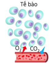 Quan sát hình sau và cho biết loại khí nào sẽ khuếch tán từ tế bào vào máu trong quá trình trao đổi khí ở tế bào?
 (ảnh 1)