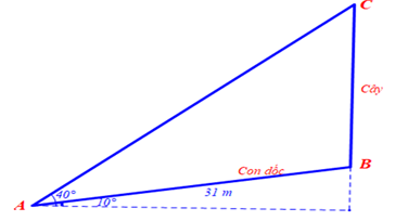 Một cây bạch đàn mọc thẳng đứng bên lề một con dốc có độ dốc 10 độ so với phương nằm ngang. Biết rằng từ một điểm dưới chân dốc, cách gốc cây 31 m người ta nhìn đỉnh ngọn cây dưới một góc 40 độ (ảnh 1)