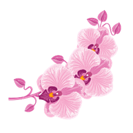 Hình ảnh Vector Hoa Lan | Công cụ đồ họa PSD Tải xuống miễn phí - Pikbest