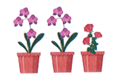 Tết năm nay, gia đình Mai bán được 265 chậu hoa, trong đó có 180 chậu hoa hồng, còn lại là hoa lan. (ảnh 1)