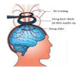Tế bào thần kinh được kích thích hoạt động nhờ vào (ảnh 1)