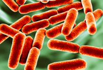 Vi khuẩn hiếu kh&iacute; l&agrave; g&igrave; v&agrave; c&aacute;ch diệt vi khuẩn hiếu kh&iacute; tr&ecirc;n thực phẩm