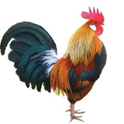 Em hãy ghi lại đặc điểm của chú gà trống trong hình dưới đây:  	   (ảnh 1)