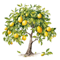 H&igrave;nh ảnh C&acirc;y Chanh PNG, Vector, PSD, v&agrave; biểu tượng để tải về miễn ph&iacute; |  pngtree