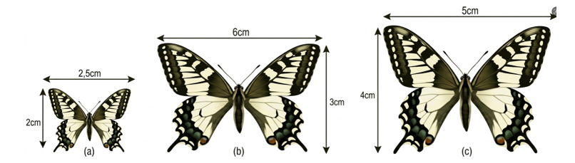 Chọn ra hình đồng dạng với hình a trong các hình còn lại: (ảnh 1)