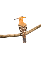 H&igrave;nh ảnh Chim Cuốc PNG, Vector, PSD, v&agrave; biểu tượng để tải về miễn ph&iacute; |  pngtree