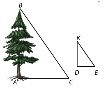 1) Để đo chiều cao một cái cây một nhóm bạn lớp 8 đã cắm một chiếc cọc KD trên mặt đất và tiến hành đồ đạc (ảnh 1)
