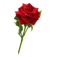 B&ocirc;ng Hoa Hồng đẹp PNG Images | EPS Free Download - Pikbest