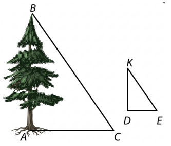 1) Để đo chiều cao một cái cây một nhóm bạn lớp 8 đã cắm một chiếc cọc KD trên mặt đất và tiến hành đồ đạc (ảnh 2)