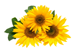 Hoa Hướng Dương, Sun Flower, Tải PNG Miễn Ph&iacute; - KhoThietKe.Net