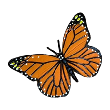 V&ograve;ng đời tự nhi&ecirc;n - Con Bướm - MOTA Edu Solutions