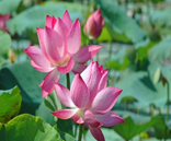 Em hãy điền tên sự vật chứa chữ “s” hay “x” trong hình ảnh sau: (ảnh 3)