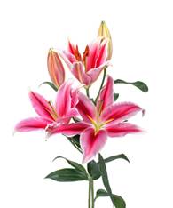 Lily hồng đậm Dalian (5 c&agrave;nh) - Hoa Y&ecirc;u Thương