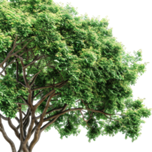 C&acirc;y Sim H&igrave;nh ảnh PNG | Vector V&agrave; C&aacute;c Tập Tin PSD | Tải Về Miễn Ph&iacute; Tr&ecirc;n  Pngtree