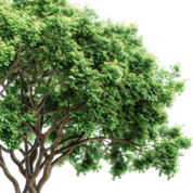 Cây Sim Hình ảnh PNG | Vector Và Các Tập Tin PSD | Tải Về Miễn Phí Trên Pngtree