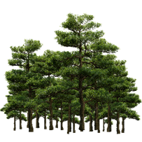 H&igrave;nh ảnh Rừng C&acirc;y PNG , Rừng, Rừng Nhiệt đới, C&acirc;y PNG miễn ph&iacute; tải tập tin  PSDComment v&agrave; Vector