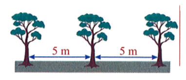 Đoạn đường trước nhà An dài 40 m. Bố An muốn trồng một số cây xanh, mỗi cây cách nhau  (ảnh 1)
