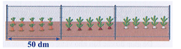 Bố An làm hàng rào lưới ngăn không cho gà vào vườn. Bố đóng 4 chiếc cọc, các cọc cách đều nhau 50 dm. (ảnh 1)