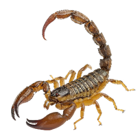 Hình ảnh Bọ Cạp Côn Trùng Nguy Hiểm PNG , Côn Trùng, Bọ Cạp, Sự Nguy Hiểm PNG trong suốt và Vector để tải xuống miễn phí