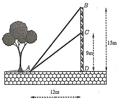 Từ một vị trí A, người ta buộc hai sợi cáp AB và AC đến một cái trụ cao 15m, được dựng vuông góc với mặt đất, chân trụ ở vị trí D. Biết CD = 9 m và AD = 12 m. Tìm số đo góc nhọn alpha  = góc BAC tạo bởi hai sợi dây cáp đó (ảnh 1)
