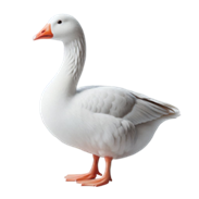 Hình ảnh Con Ngỗng PNG, Vector, PSD, và biểu tượng để tải về miễn phí | pngtree