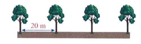 Người ta trồng các cây xanh cách nhau 20 m. Vậy với đoạn đường dài 100 m có thể trồng được bao (ảnh 1)
