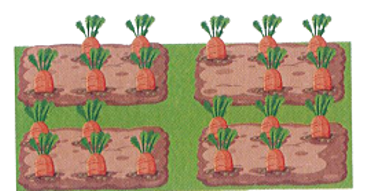 Quan sát tranh vẽ và viết phép tính thích hợp.     	  Có tất cả bao nhiêu củ cà rốt (ảnh 1)