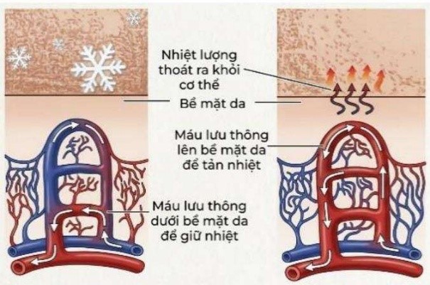 Khi mồ hôi bốc hơi từ bề mặt da, cơ thể được làm mát. Một người hoạt động thể chất nhiều, mỗi ngày có trung bình 600 ml mồ hôi được thải ra. Giả sử 80% lượng mồ hôi trung bình thoát ra khỏi cơ thể bị bay hơi.  (ảnh 1)