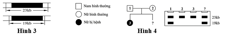 Bệnh phenylketon niệu là một bệnh di truyền đơn gene. Một loại enzyme cắt giới hạn có khả năng cắt các đoạn DNA tại vị trí của allele gây bệnh và allele bình thường (tạo ra các đoạn dài 23 kb hoặc 19 kb),  (ảnh 1)