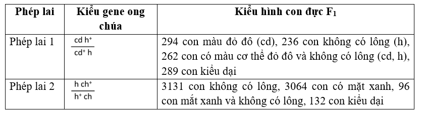 Ong mật sinh sản theo kiểu trinh sinh và có cơ chế xác định giới tính là: con cái là lưỡng bội, phát triển từ trứng đã thụ tinh, trong khi con đực là đơn bội, phát triển từ trứng chưa được thụ tinh.  (ảnh 1)