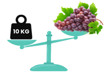 Đ-S?     a) Chùm nho nặng 10 kg   b) Chùm nho nặng hơn 10 kg   c) Chùm nho nhẹ hơn 10 kg  (ảnh 1)