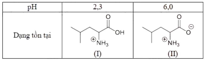 Trong cơ thể người, leucine đóng vai trò quan trọng trong việc thúc đẩy tổng hợp protein, điều hòa đường huyết. Với mỗi môi trường có giá trị pH bằng 2,3 và 6,0, coi leucine chỉ tồn tại ở dạng cho dưới đây: (ảnh 1)
