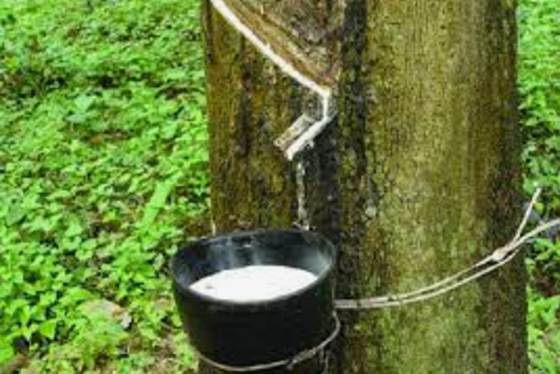 A bowl of milk on a tree

Description automatically generated