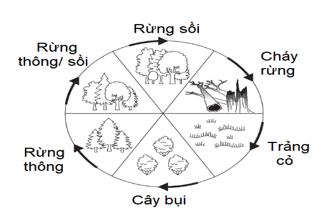 Sơ đồ dưới đây mô tả A. dòng năng lượng sinh thái. (ảnh 1)