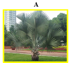 Chọn hình ảnh cây cọ. (ảnh 1)
