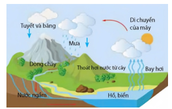 Quan sát hình ảnh và cho biết có bao nhiêu phát biểu đúng khi nói về chu trình tuần hoàn vật chất? (ảnh 1)