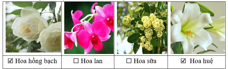 ĐỌC: Tiếng n&oacute;i của cỏ c&acirc;y  Những lo&agrave;i c&acirc;y n&agrave;o xuất hiện trong b&agrave;i đọc? (ảnh 2)