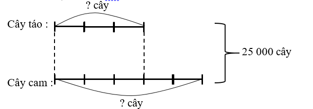 Nối. Trong một khu vườn, có tổng cộng 25 000 cây gồm cây táo và cây cam. Số cây táo bằng 3/5 số cây cam. Hỏi số cây táo ít hơn số cây cam bao nhiêu cây? (ảnh 3)