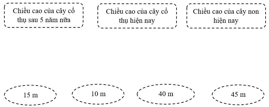 Nối. Hiện nay, cây cổ thụ cao hơn cây non 30 mét. Sau 5 năm nữa, chiều cao của cây non bằng 1/3 chiều cao của cây cổ thụ. (biết tốc độ sinh trưởng mỗi năm của 2 cây là như nhau) (ảnh 1)