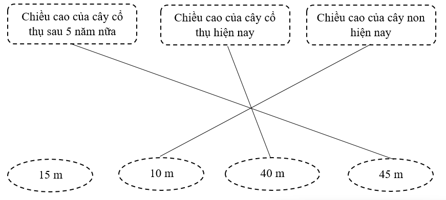 Nối.  Hiện nay, cây cổ thụ cao hơn cây non 30 mét. Sau 5 năm nữa, chiều cao của cây non bằng 1/3 chiều cao của cây cổ thụ. (biết tốc độ sinh trưởng mỗi năm của 2 cây là như nhau) (ảnh 2)