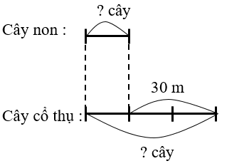 Nối. Hiện nay, cây cổ thụ cao hơn cây non 30 mét. Sau 5 năm nữa, chiều cao của cây non bằng 1/3 chiều cao của cây cổ thụ. (biết tốc độ sinh trưởng mỗi năm của 2 cây là như nhau) (ảnh 3)