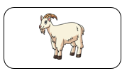 Read and tick. a horse (ảnh 2)