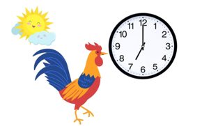 Chú gà trống gáy lúc: (ảnh 1)