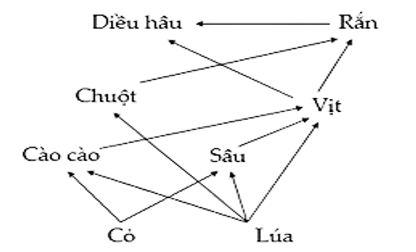 Một lưới thức ăn trên đồng ruộng được mô tả như hình bên, các phát biểu dưới đây đúng hay sai? (ảnh 1)