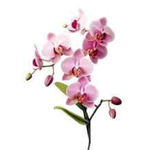 H&igrave;nh ảnh Hoa Lan PNG, Vector, PSD, v&agrave; biểu tượng để tải về miễn ph&iacute; |  pngtree