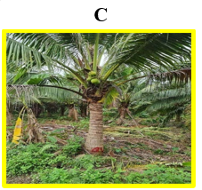 Chọn hình ảnh cây cọ. (ảnh 3)