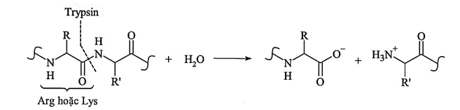 Trypsin là một loại enzyme có trong phần đầu tiên của ruột non, bắt đầu quá trình tiêu hóa các phân tử protein bằng cách cắt các chuỗi dài amino acid thành các mảnh nhỏ hơn.  (ảnh 1)