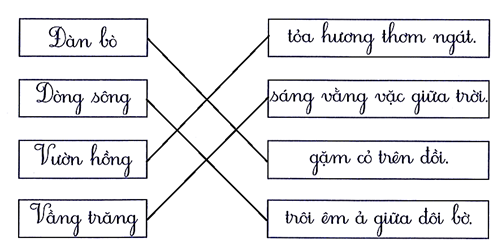 Nối đúng (1 điểm) (ảnh 2)